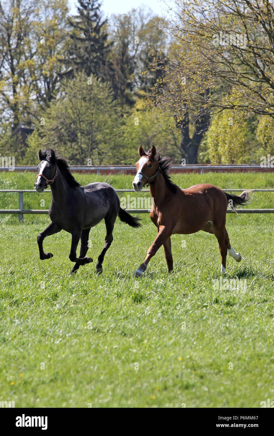 Graditz cloutés, les chevaux au galop dans un pâturage Banque D'Images