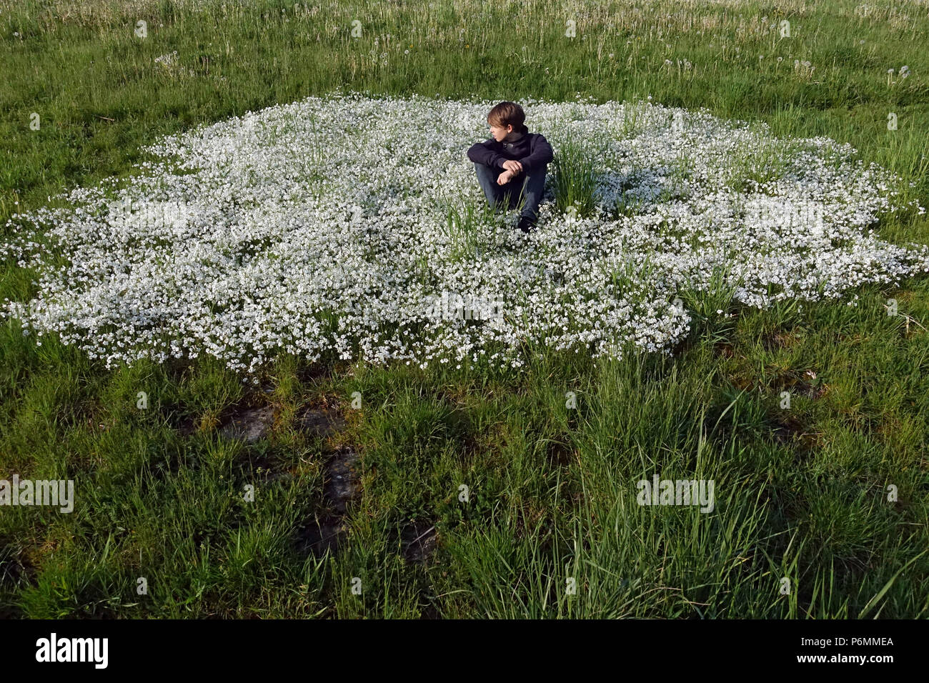 Hambourg, Allemagne, garçon assis dans un pré entouré de fleurs blanches Banque D'Images