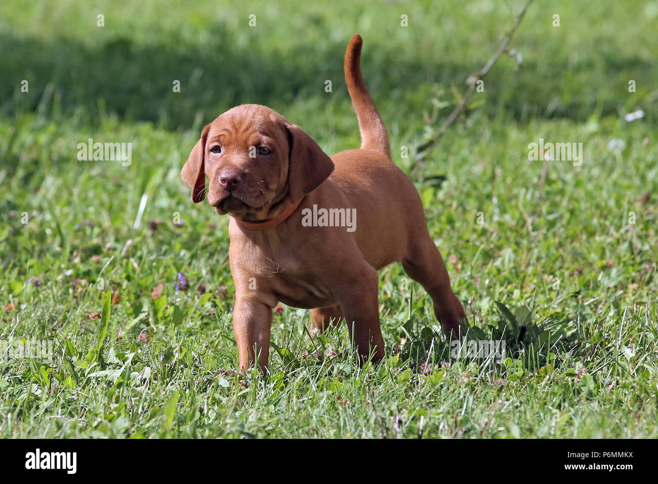 Neuenhagen, Allemagne, Magyar Vizsla devint Dog puppy Banque D'Images