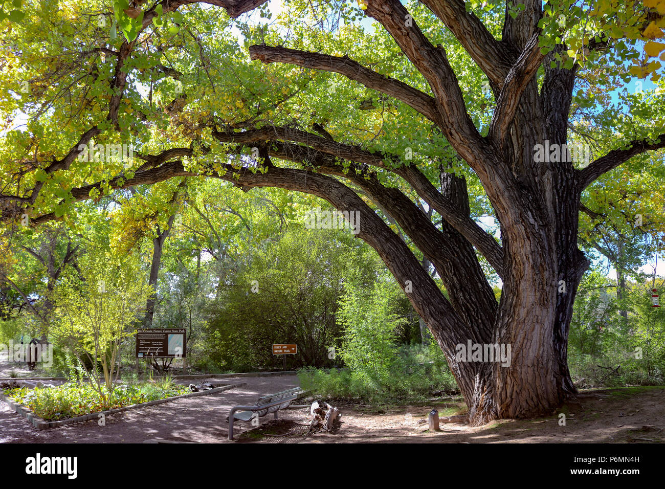 Ce bel arbre d'ombrage rideaux sur un banc de parc au Rio Grande Nature Center State Park à Albuquerque au Nouveau Mexique Banque D'Images