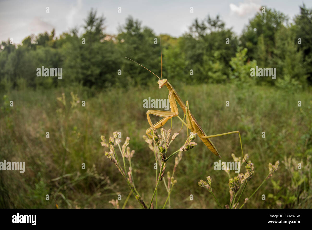 La mante chinoise (Tenodera sinensis) est une espèce introduite en France, il est couramment utilisé comme une forme naturelle de lutte contre les ravageurs. Banque D'Images