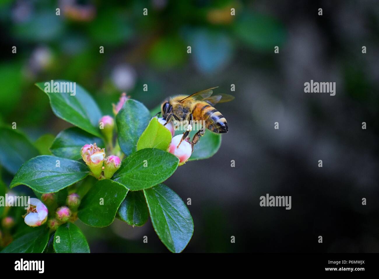 Abeille à miel, Macro vue rapprochée, la collecte de nectar et pollen sur un Cotoneaster fleur fleur qui est un genre de plantes de la famille des roses, R Banque D'Images