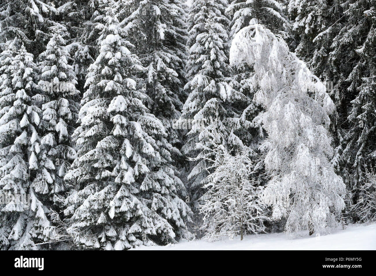 Alpes françaises. Sapins couverts de neige en hiver. Saint-Gervais. La France. Banque D'Images