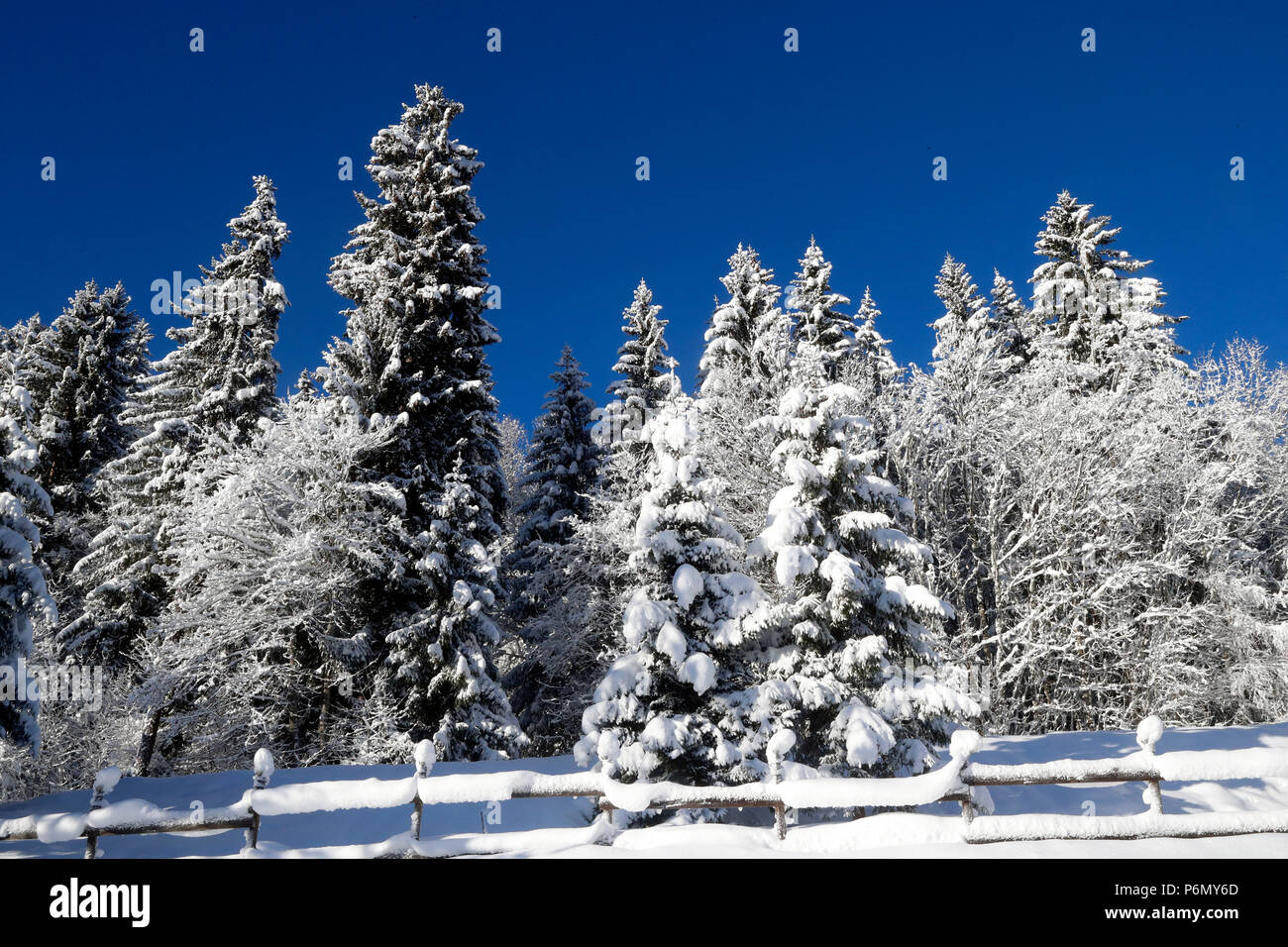 Alpes françaises. Sapins couverts de neige en hiver. La France. Banque D'Images