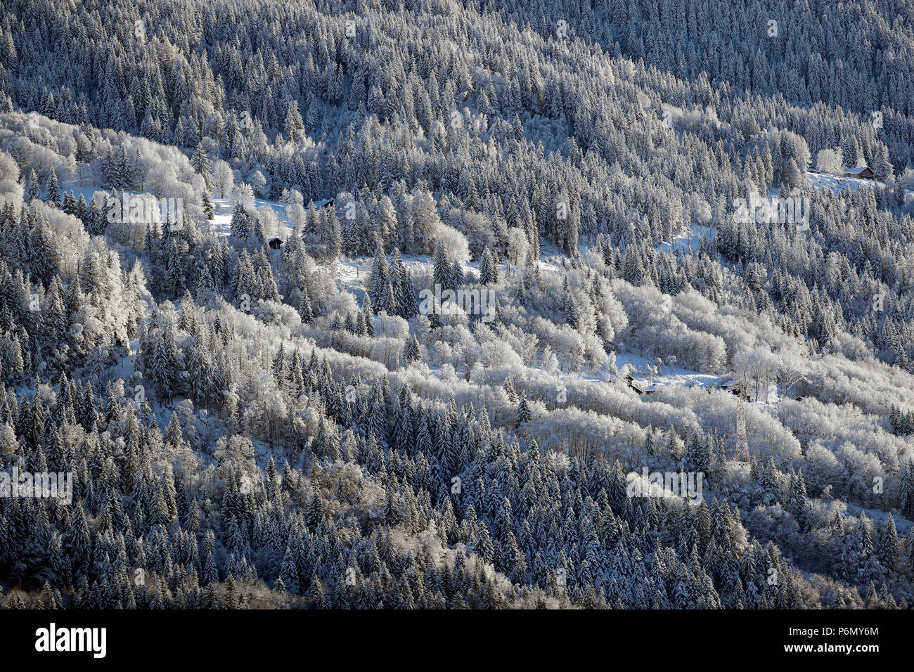 Alpes françaises. Le Prarion. Sapins couverts de neige en hiver. Saint-Gervais. La France. Banque D'Images