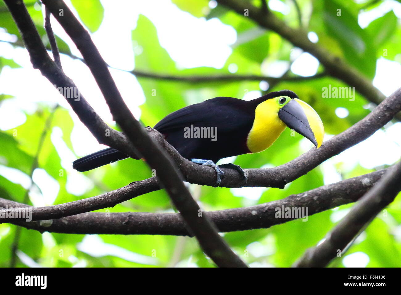 Toucan jaune coloré dans les forêts tropicales de l'Équateur, en Amérique du Sud Banque D'Images