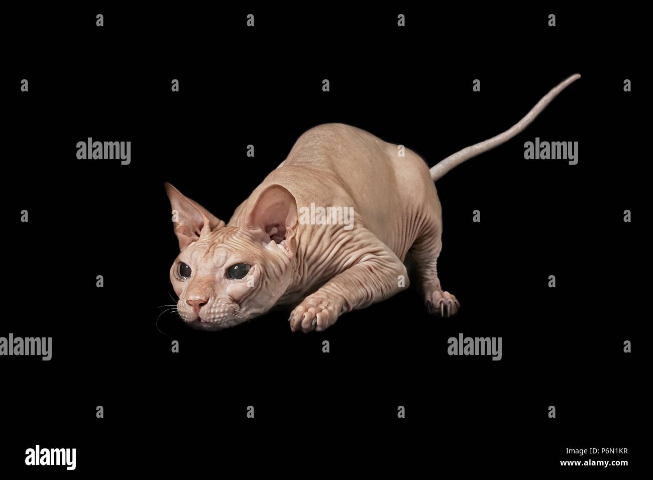 Sphynx chat sur la chasse au phoque - isolé sur fond noir. Banque D'Images
