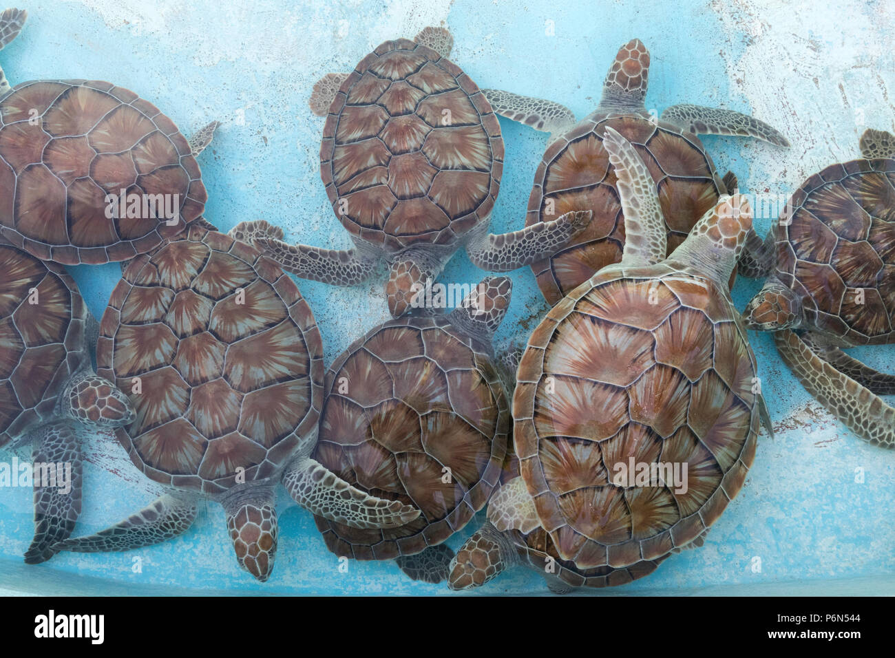 Retrouvé tortue de mer verte, Chelonia mydas, au centre de sauvetage des tortues de mer sur Cayo Largo, Cuba. Banque D'Images