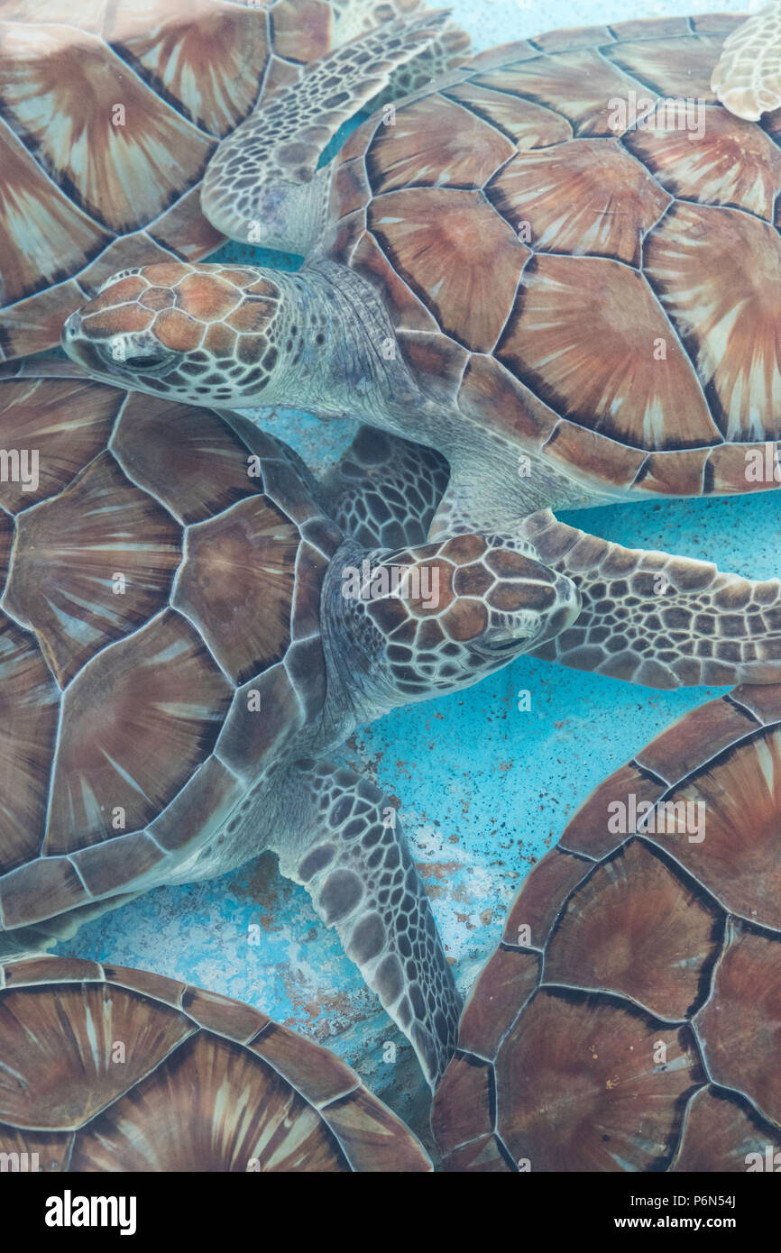 Retrouvé tortue de mer verte, Chelonia mydas, au centre de sauvetage des tortues de mer sur Cayo Largo, Cuba. Banque D'Images