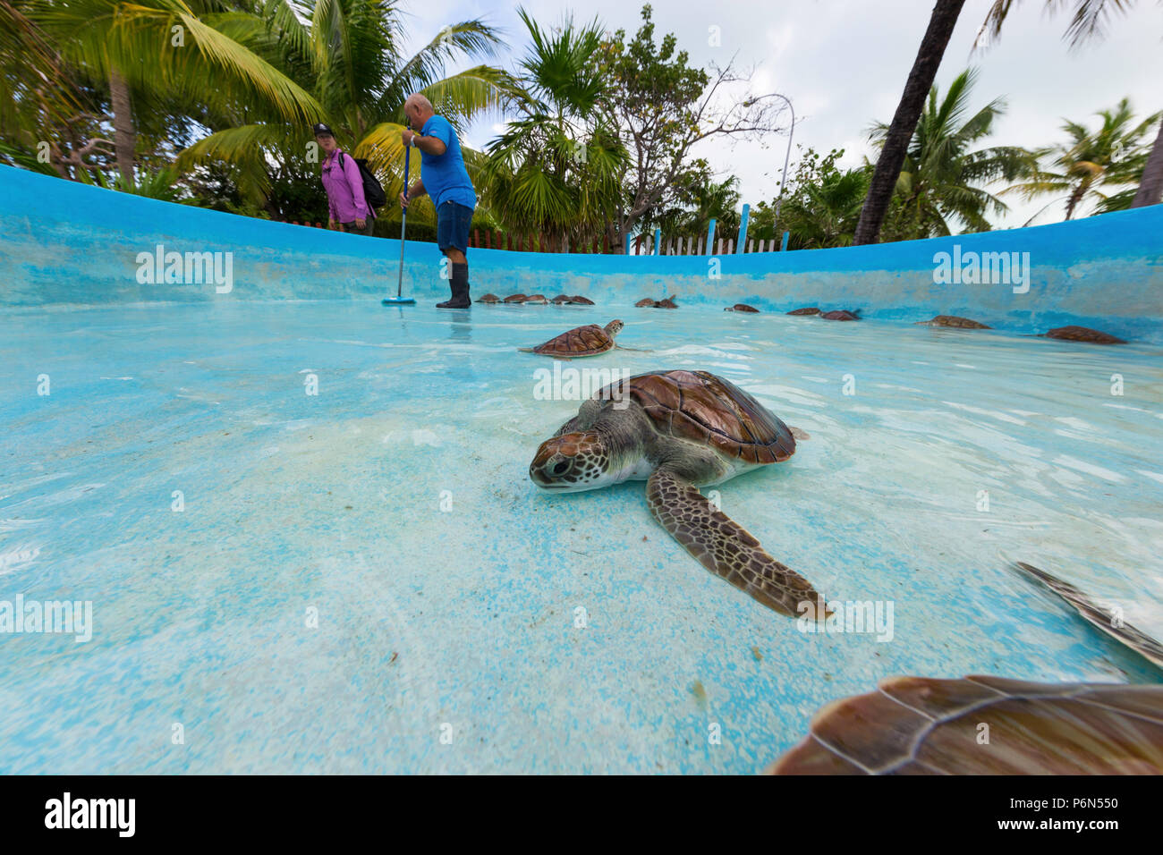 Retrouvé tortue de mer verte, Chelonia mydas, au centre de sauvetage des tortues de mer sur Cayo Largo, Cuba. Banque D'Images