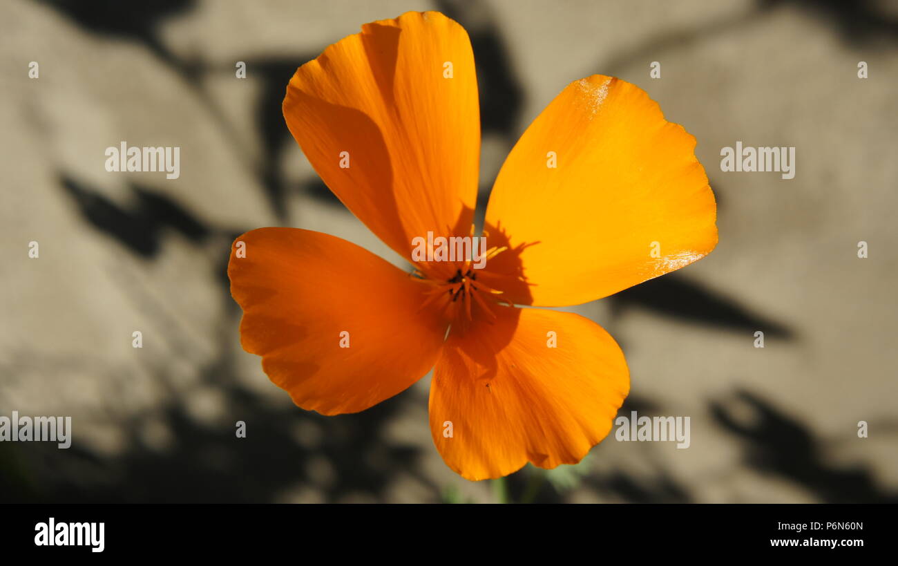 Une belle fleur orange sur fond gris avec des ombres Banque D'Images