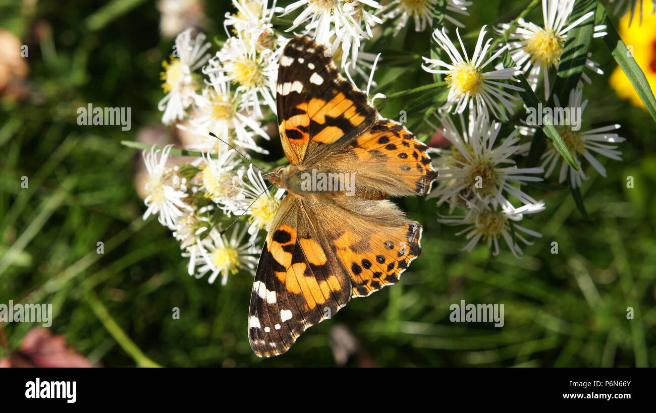 Un papillon se reposant sur des fleurs blanches. Banque D'Images