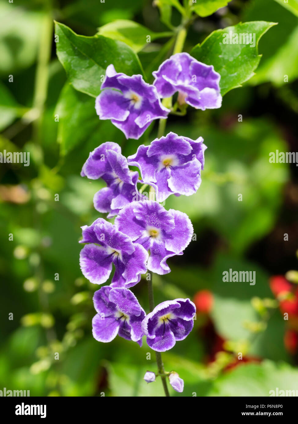 Arme blanche bleu-violet fleurs de la serre tropicale arbuste, Duranta erecta Banque D'Images