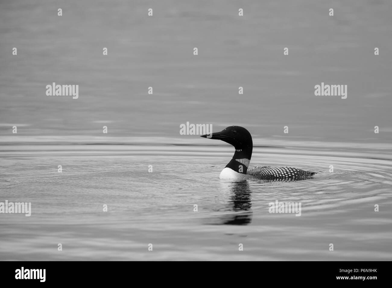 Image en noir et blanc d'un adulte huard sur un lac du Wisconsin Banque D'Images