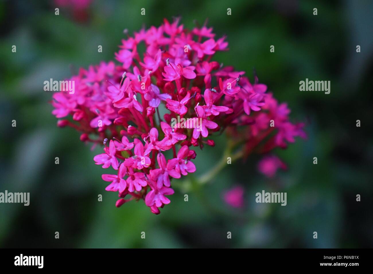 Macro-vision de Centranthus ruber, aussi appelé red valerian, stimuler la valériane, kiss-me-quick, Fox's brush, Devil's Beard et la barbe de Jupiter, qui est une p Banque D'Images