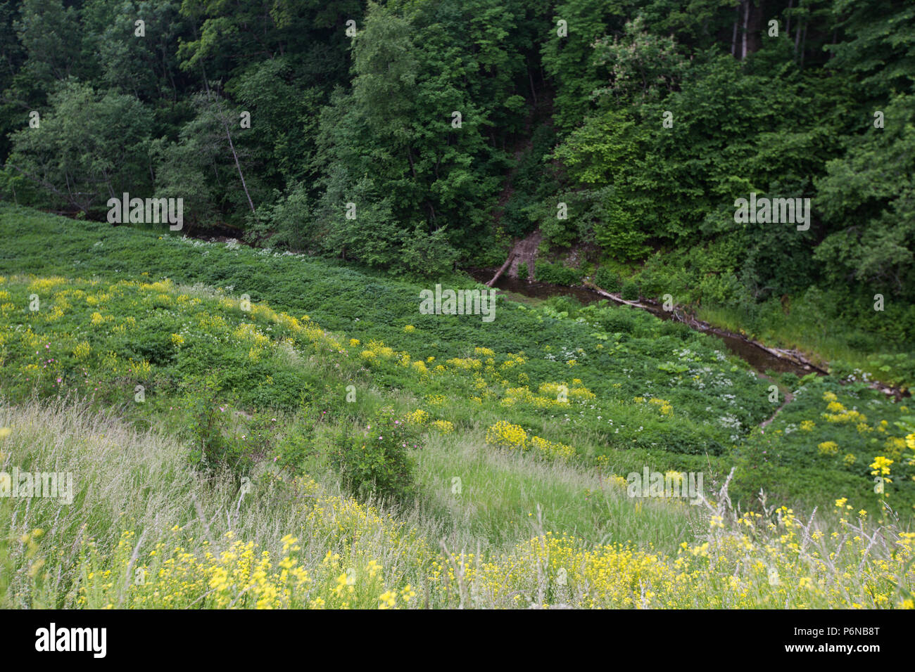 Un ravin peu profond et petite rivière dans la forêt, envahis par l'herbe au début du printemps. La moitié d'un ravin à l'ombre. Banque D'Images