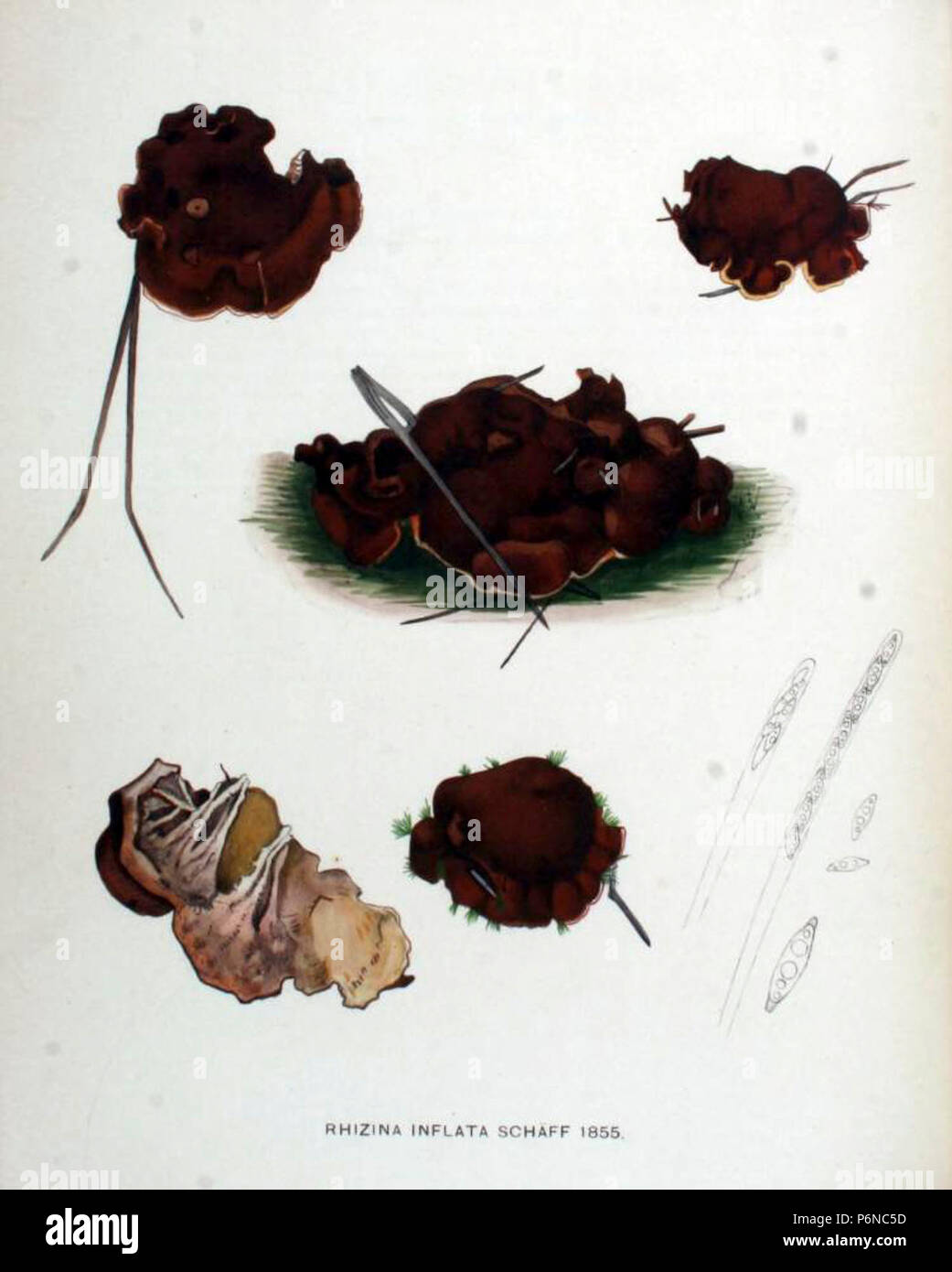 1915 Rhizina inflata. Kops, Jan ; Eeden, F. W. van ; Vuyck L., - Flore Batava. 24. Deel. (1915) - Banque D'Images