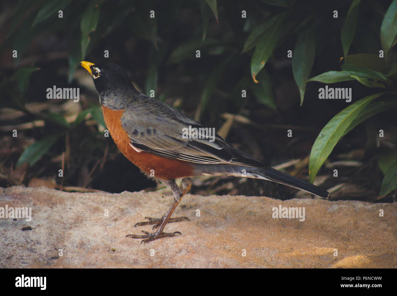 Close up of American Robin Banque D'Images