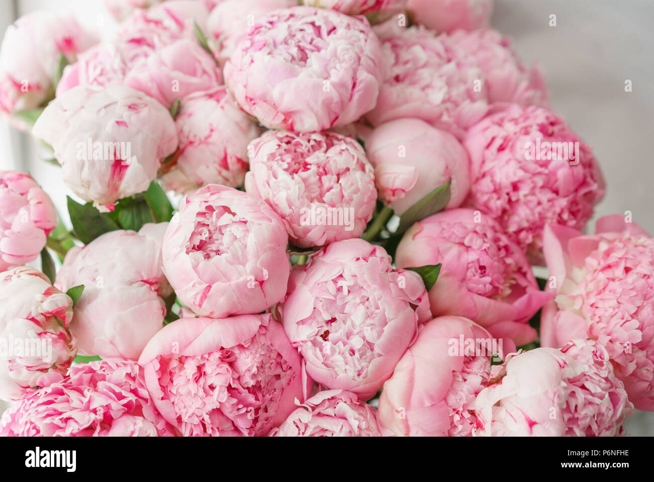 Fond Décran De Jolies Fleurs De Pivoines Rose La