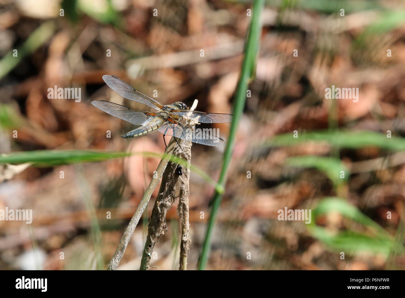 Libellule, (Anisoptera), nord-ouest de l'Angleterre, Royaume-Uni Banque D'Images