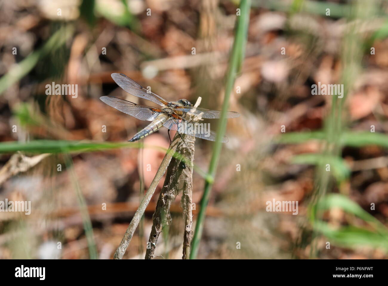 Libellule, (Anisoptera), nord-ouest de l'Angleterre, Royaume-Uni Banque D'Images