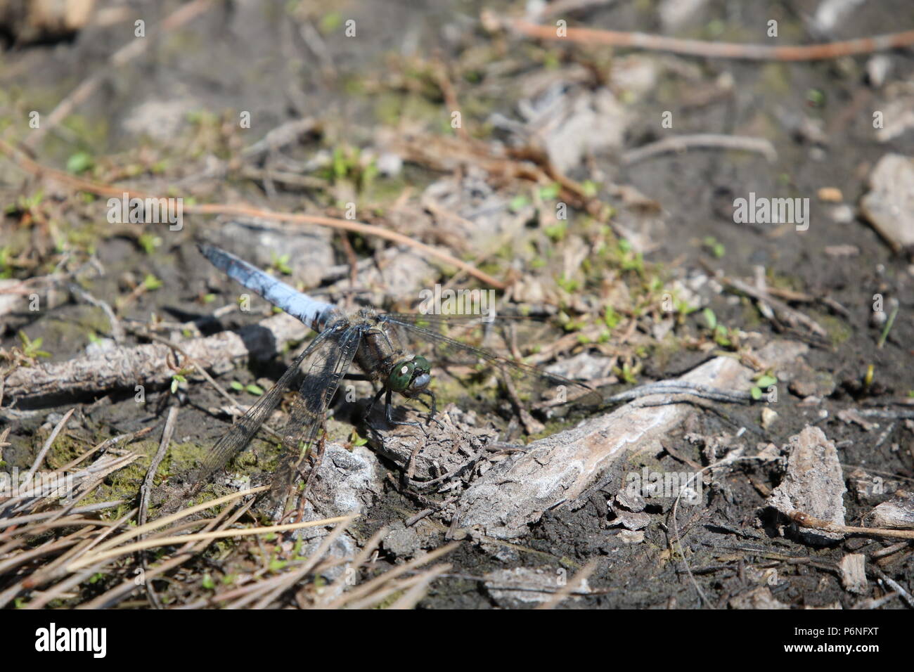 Libellule, (Anisoptera), nord-ouest de l'Angleterre, Royaume-Uni Banque D'Images