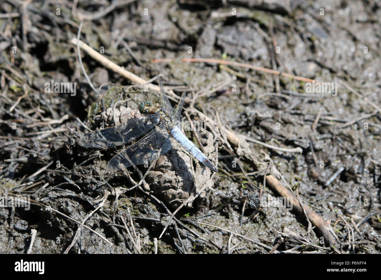 Libellule, (Anisoptera), nord-ouest de l'Angleterre, Royaume-Uni Banque D'Images