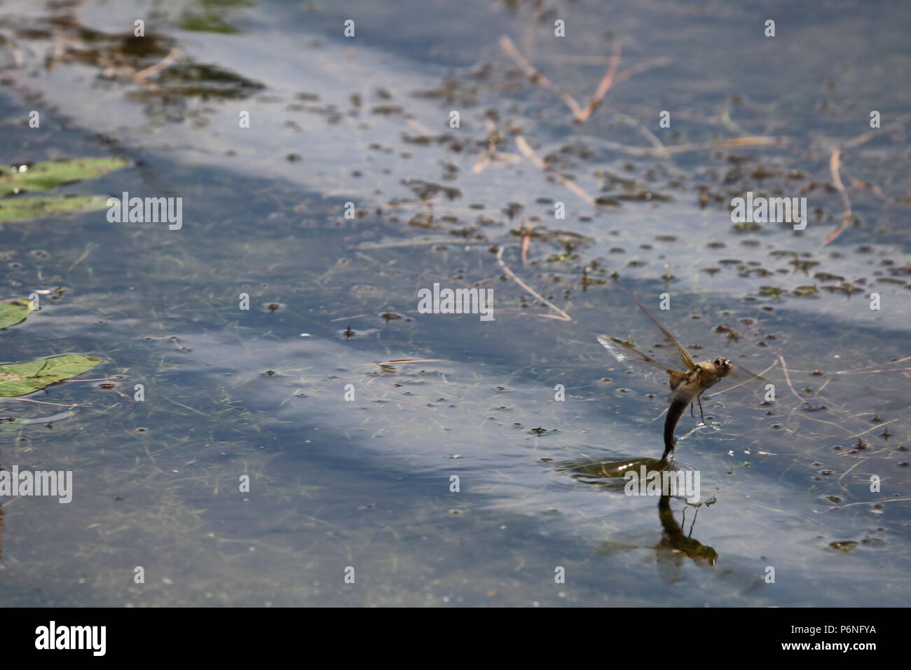 Libellule, (Anisoptera), nord-ouest de l'Angleterre, Royaume-Uni Banque D'Images