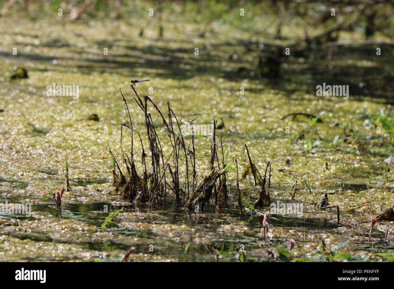 Libellule, (Anisoptera), nord-ouest de l'Angleterre, Royaume-Uni Banque D'Images