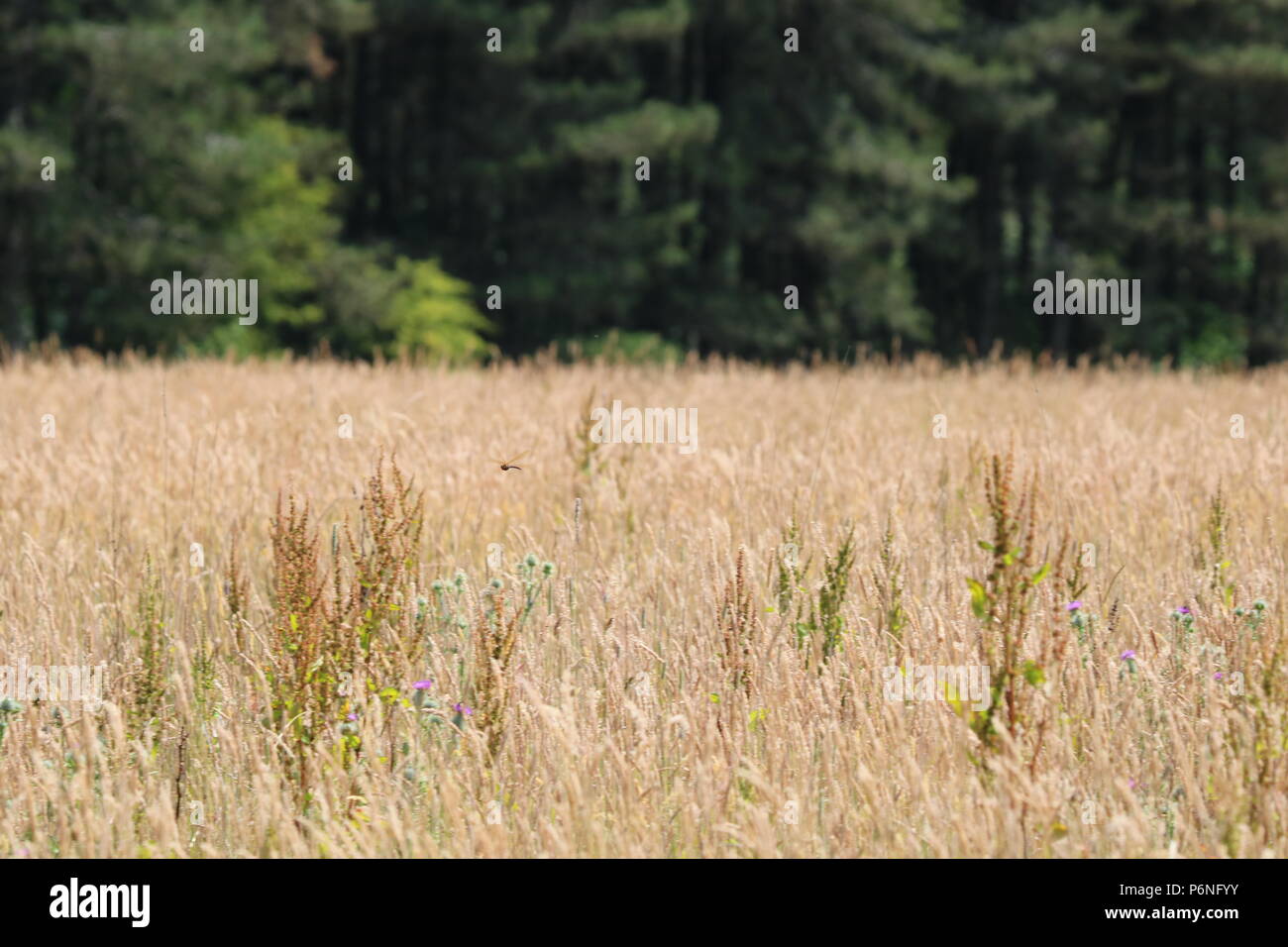 Libellule, (Anisoptera), nord-ouest de l'Angleterre, Royaume-Uni Banque D'Images