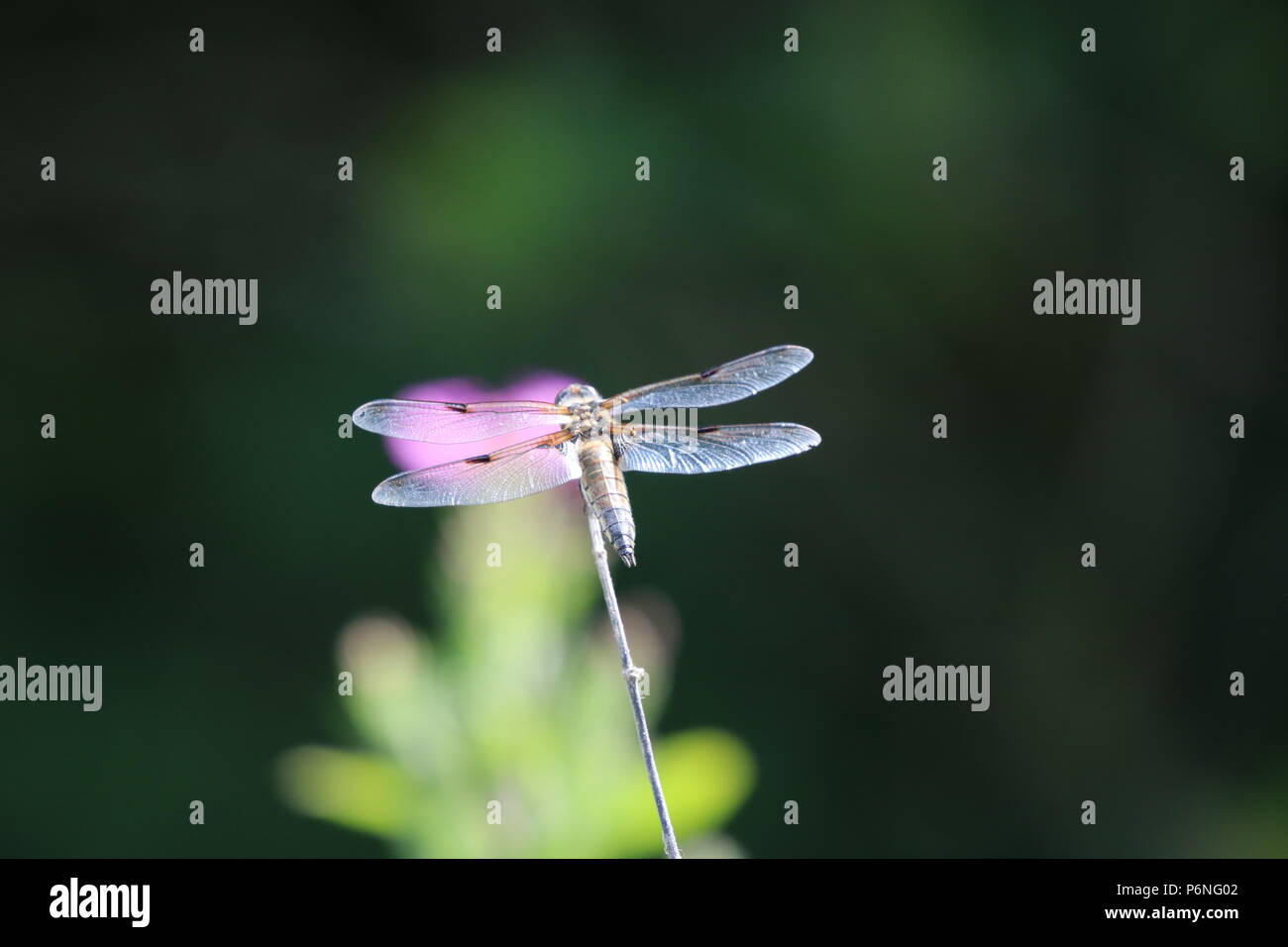 Libellule, (Anisoptera), nord-ouest de l'Angleterre, Royaume-Uni Banque D'Images