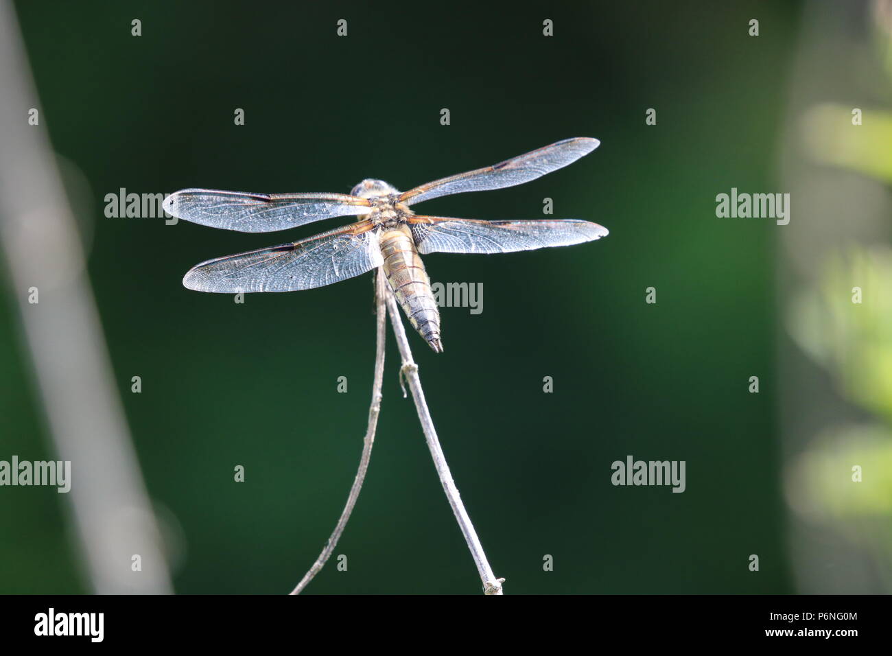 Libellule, (Anisoptera), nord-ouest de l'Angleterre, Royaume-Uni Banque D'Images