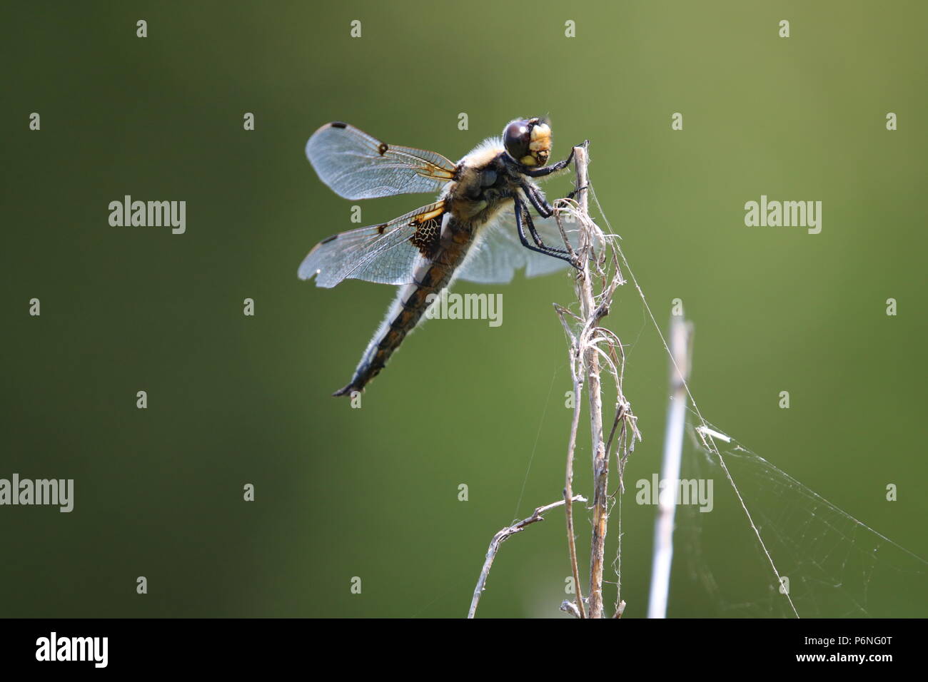 Libellule, (Anisoptera), nord-ouest de l'Angleterre, Royaume-Uni Banque D'Images
