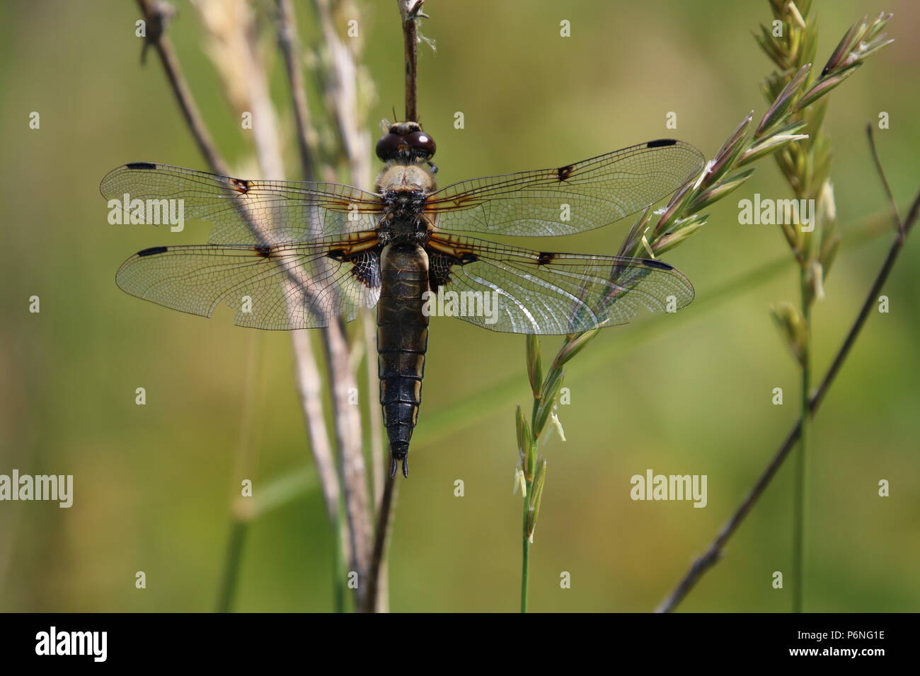 Libellule, (Anisoptera), nord-ouest de l'Angleterre, Royaume-Uni Banque D'Images