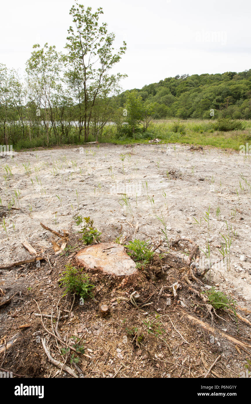 La terre et les arbres qui ont été effacés autour d'une extrémité du lac, près de l'eau Hawes Silverdale dans le Lancashire. L'eau Hawes se trouve dans les castrats de la démarche Natio Banque D'Images