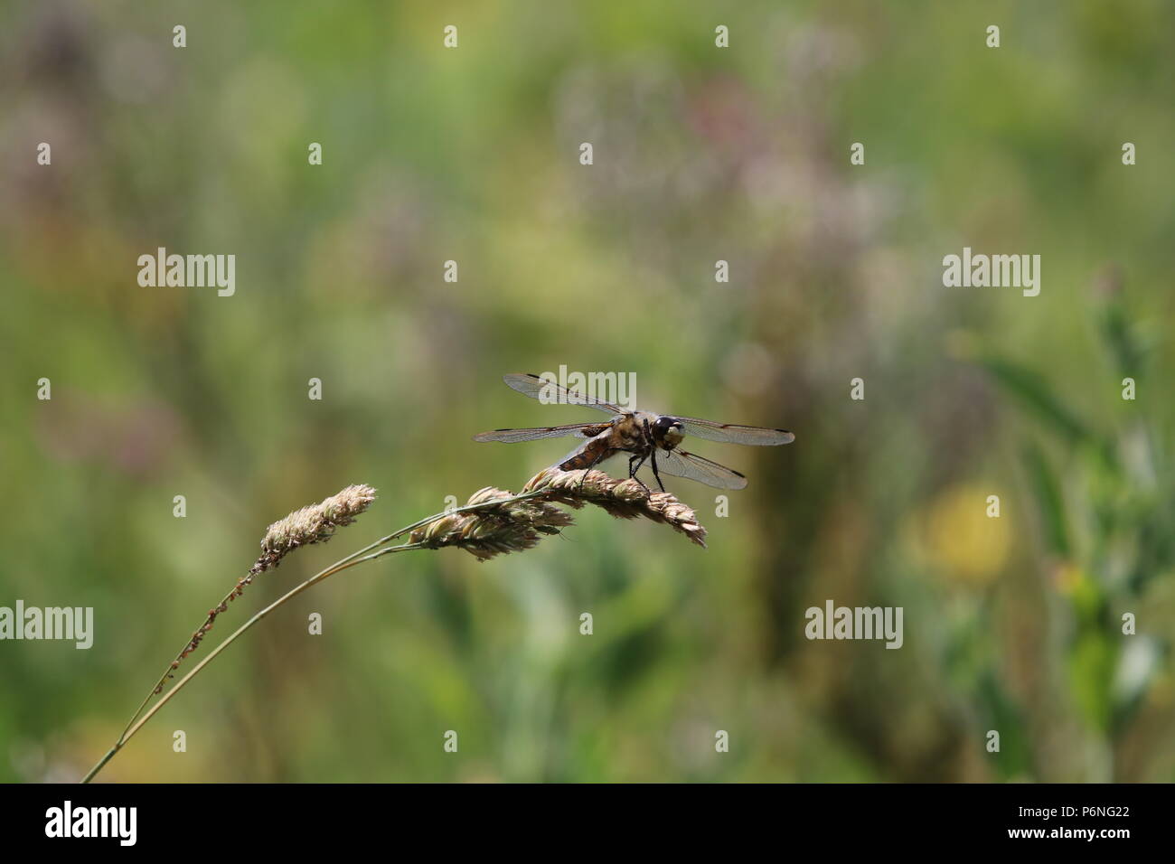 Libellule, (Anisoptera), nord-ouest de l'Angleterre, Royaume-Uni Banque D'Images