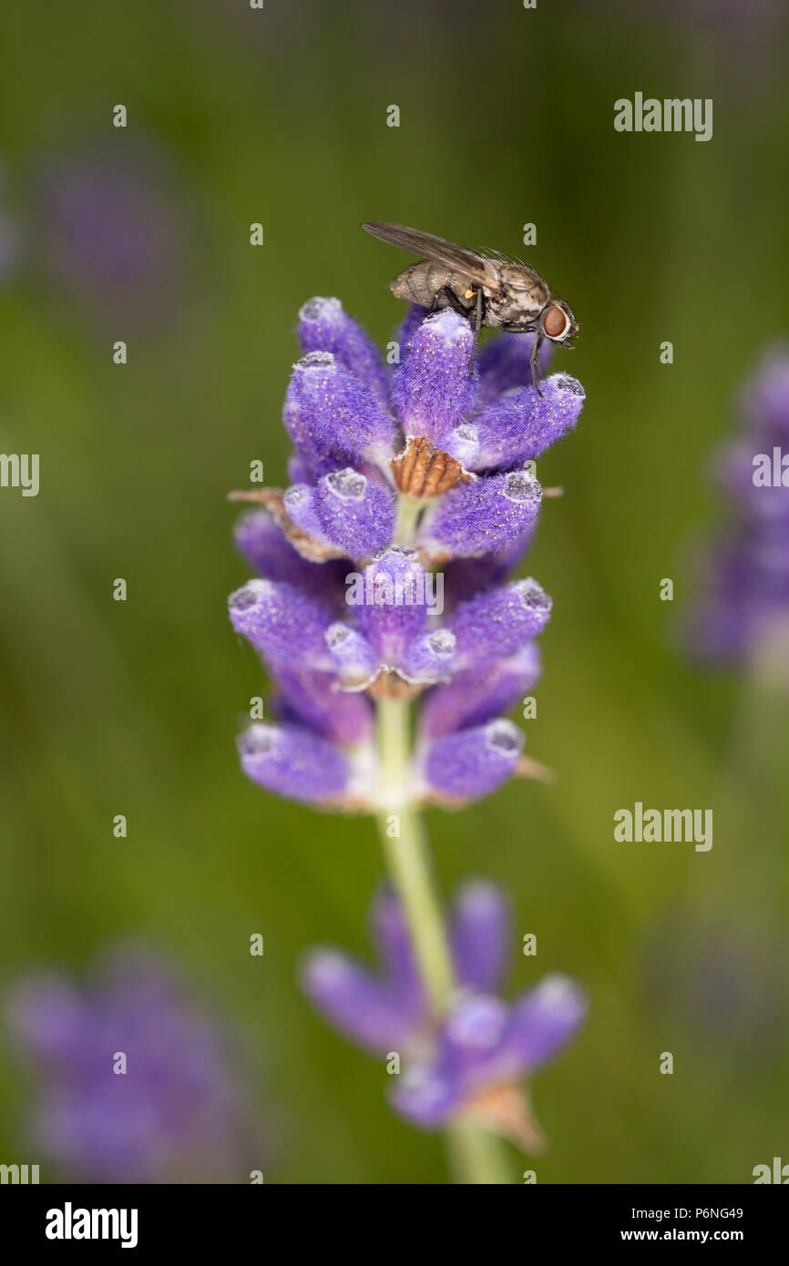 Une mouche perché sur des fleurs de lavande dans un jardin dans le Lancashire England UK GO Banque D'Images