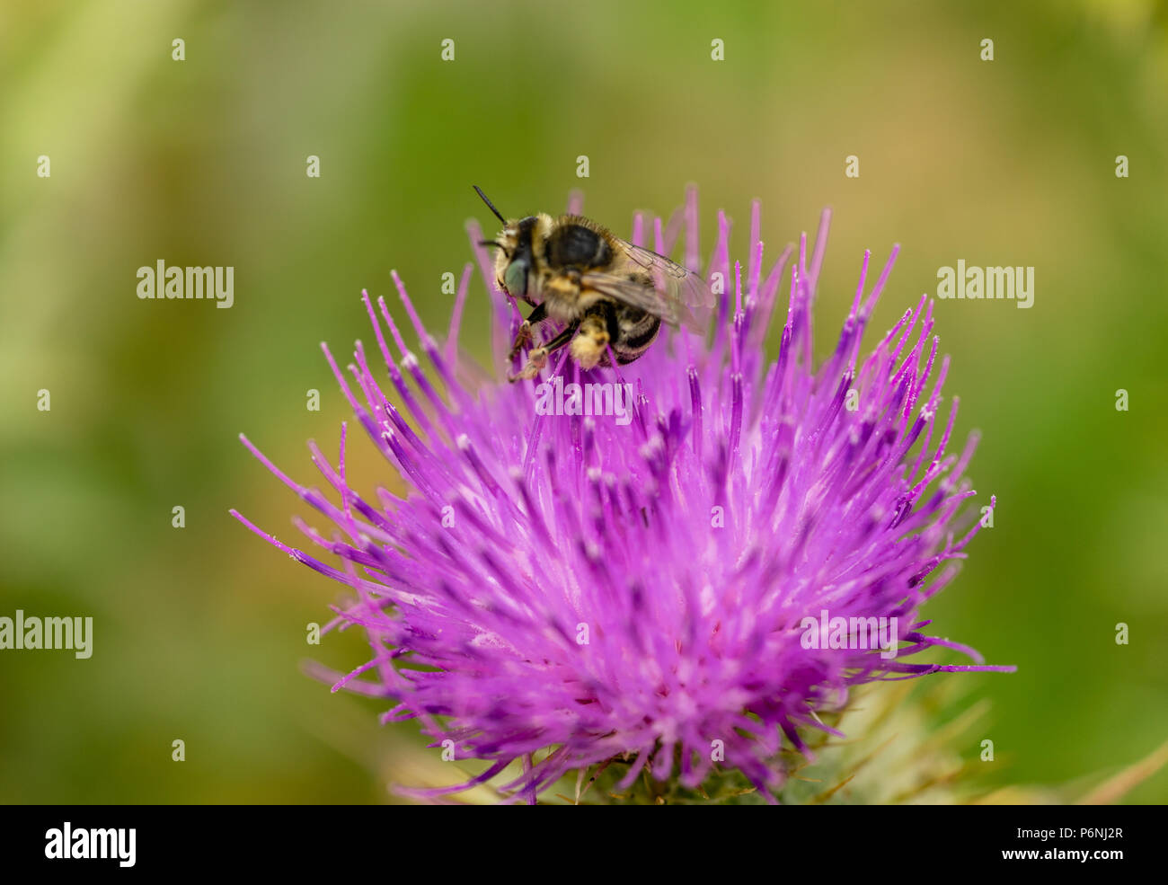 / Macro close-up of a'abeille à miel la collecte du pollen d'une fleur de chardon lance Banque D'Images