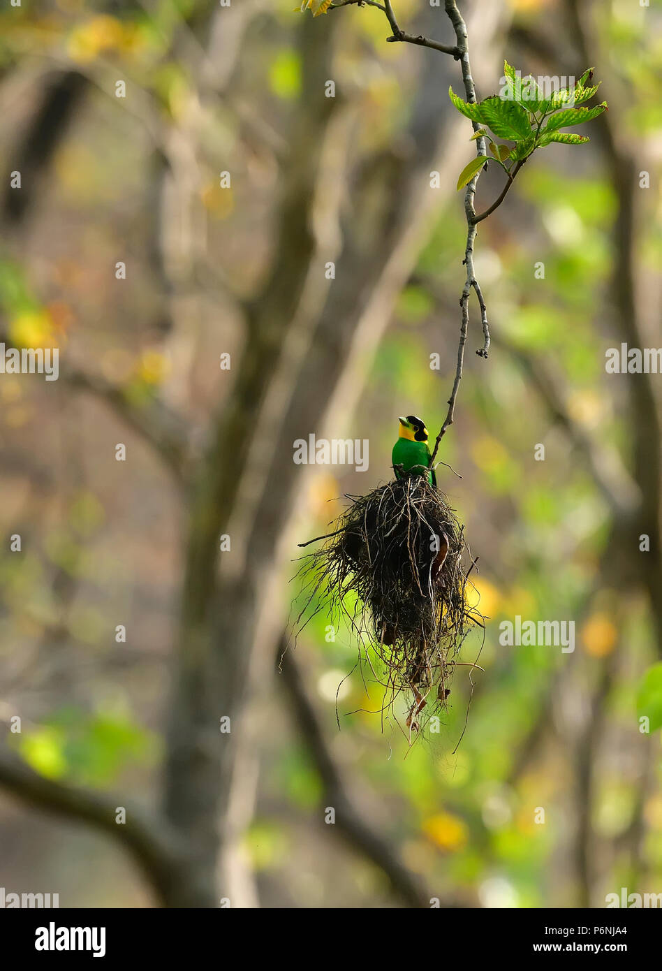 Bel Oiseau Vert Bleu Noir Avec Queue Et Tête Visage Jaune