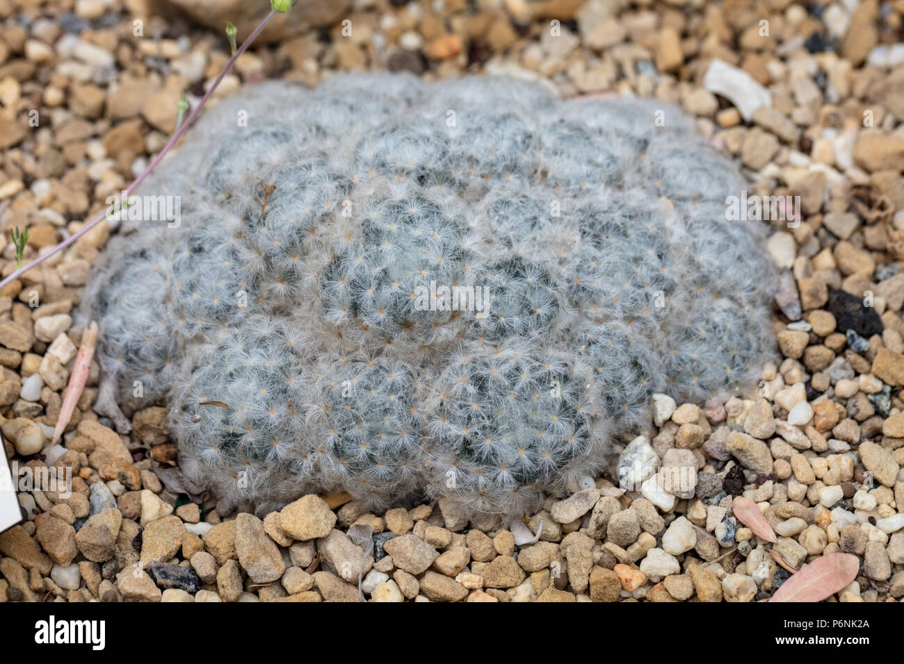 Cactus en plumes, Plymvårtkaktus (Mammillaria plumosa) Banque D'Images