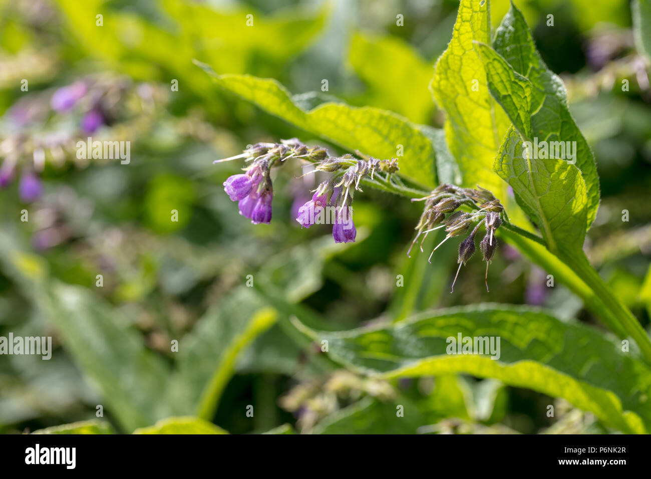 Consoude commun, vallört Äkta (Symphytum officinale) Banque D'Images