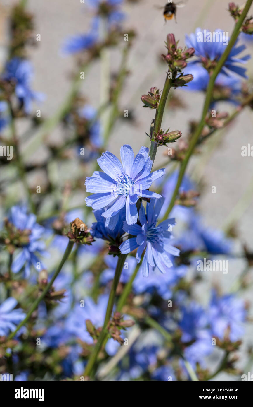 'Monroe' F1 chicorée commune, Cikoriasallat (Cichorium intybus) Banque D'Images