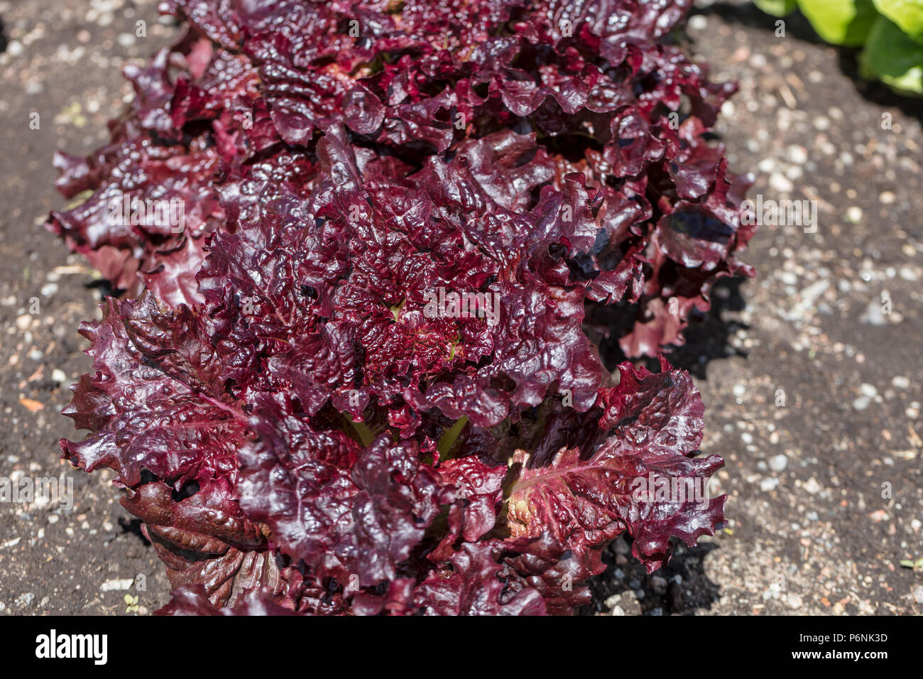 'Apache', Huvudsallat la laitue (Lactuca sativa var. capitata crispum) Banque D'Images