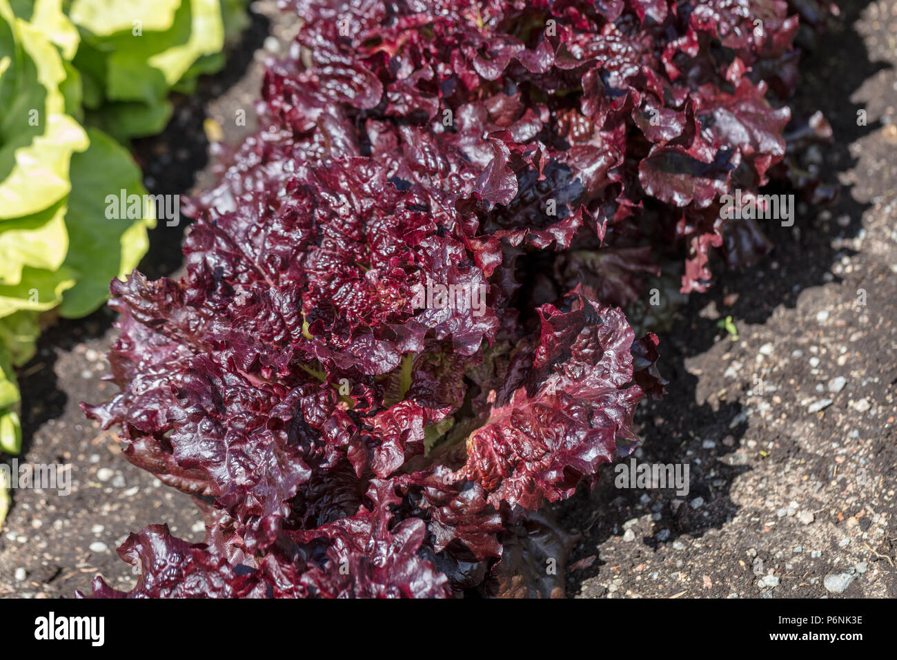 'Apache', Huvudsallat la laitue (Lactuca sativa var. capitata crispum) Banque D'Images