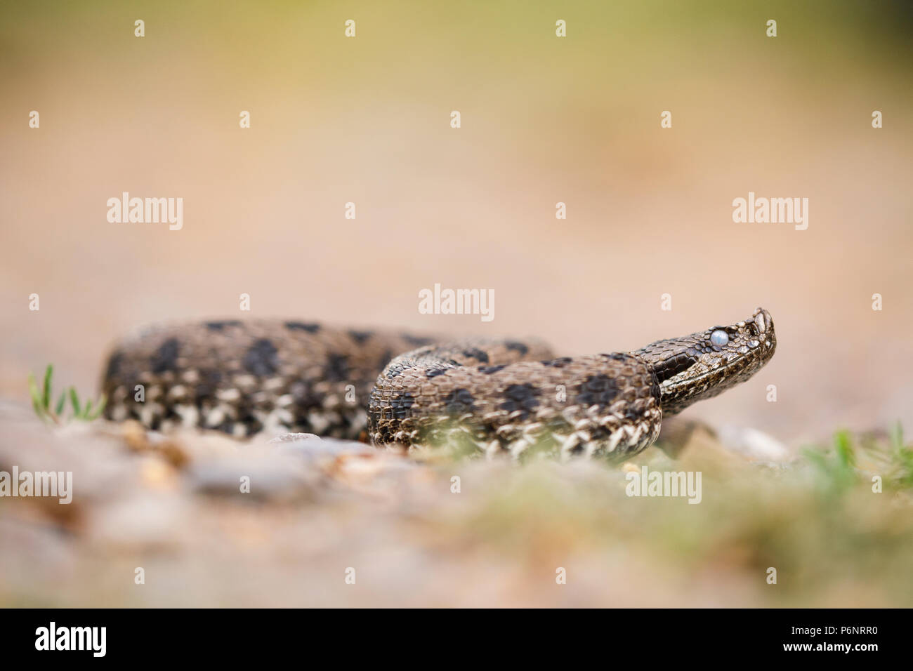Vipera latastei, snub-nosed (vipère Vipera latastei) avant la mue. Moncayo Parc naturel. Saragosse. Aragón province. L'Espagne. La péninsule ibérique.Euro Banque D'Images