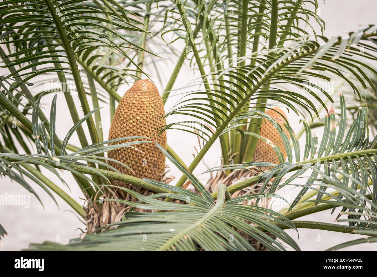 Baquois (Cycas revoluta) avec cône mâle. Banque D'Images