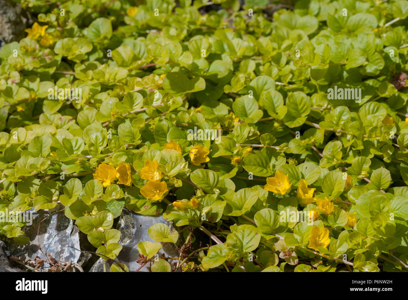 Lysimachia nummularia, creeping Jenny, deux versions légèrement différentes en raison de l'intensité de la lumière et du contenu du sol, l'un avec d'autres or léger avec Banque D'Images