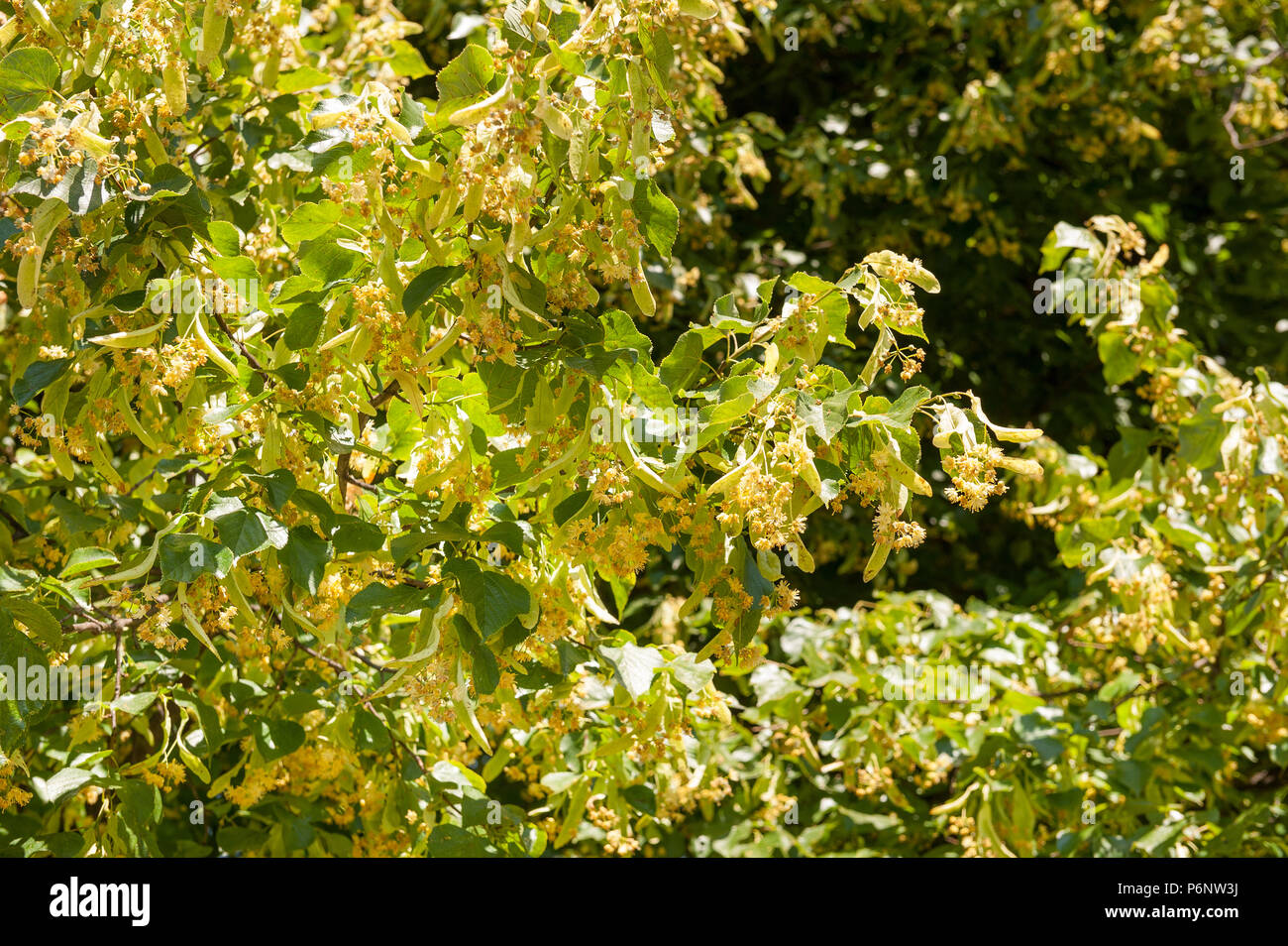 Tilleul commun collantes, Tilia x europaea, fleurs attirant les insectes, contre les feuilles camouflés, hybride entre T. cordata x T.platyphyllos Banque D'Images