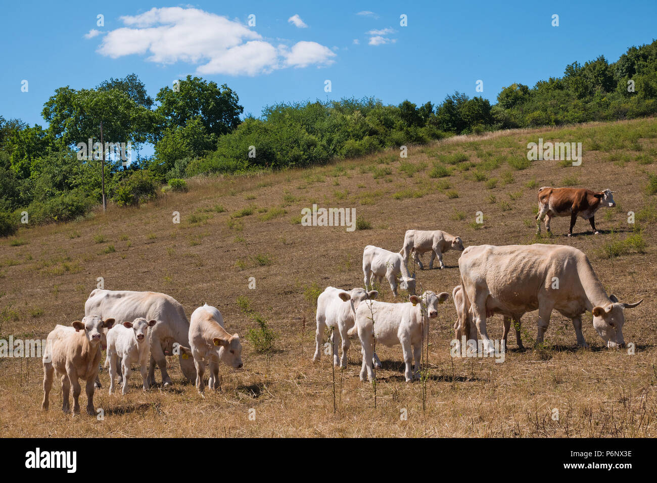 Un troupeau de vaches sur le pâturage sur l'été Banque D'Images