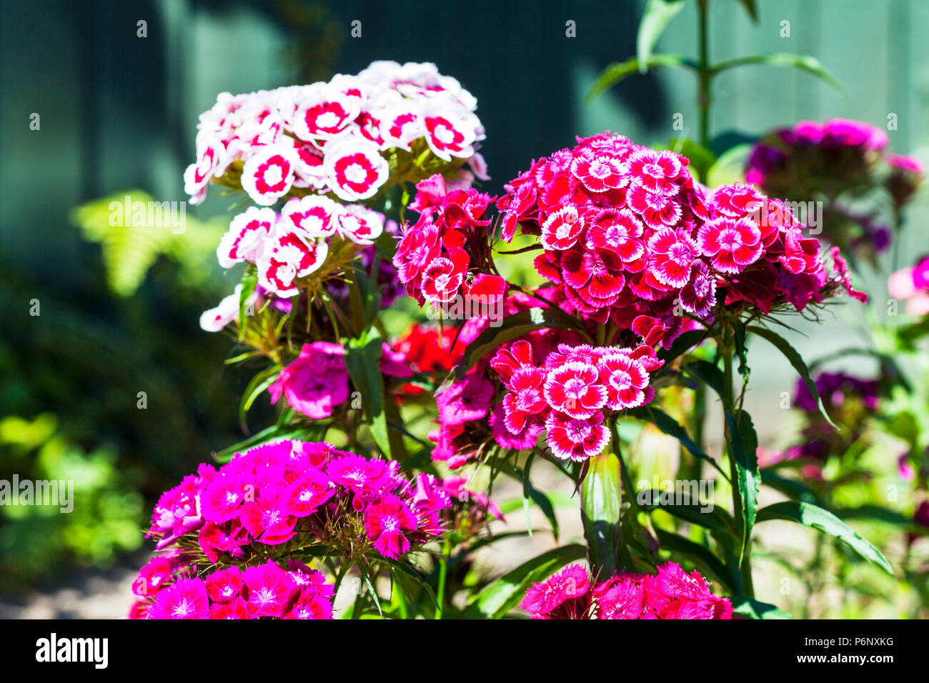 Sweet Williams fleurs, Dianthus barbatus Sweet William fleurs en été, les plantes à fleurs, William Sweet Sweet William plantes, fleurs, plantes, Banque D'Images